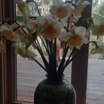 Daffodils, the symbol of spring