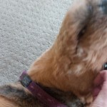 patting the dog - a great source of comfort when disappointed about something