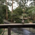 My Crazy Kookaburra