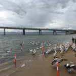 The pelicans in the foreground believe they should get all the food