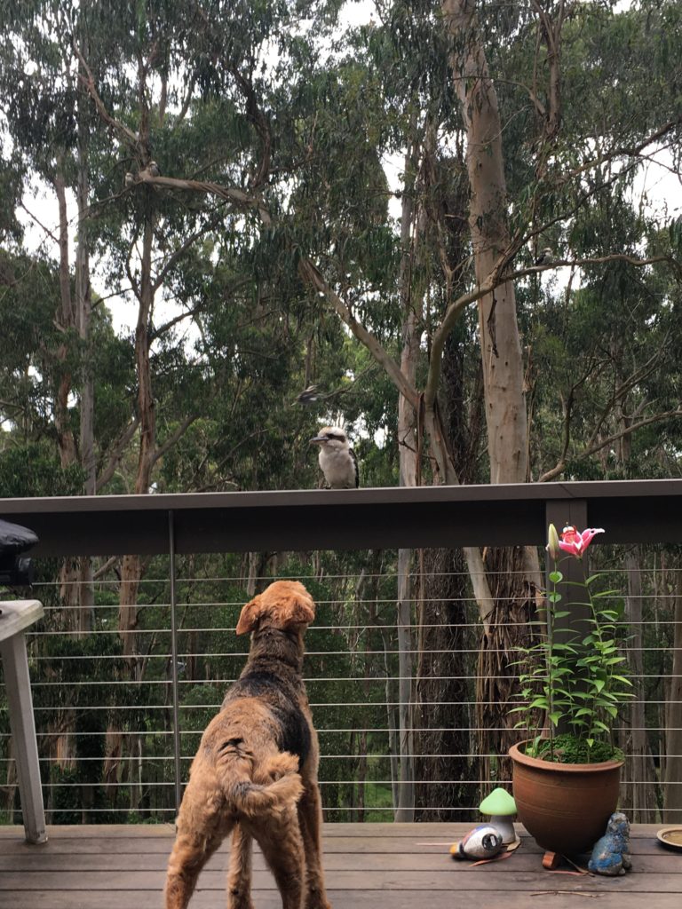 A stand off!
