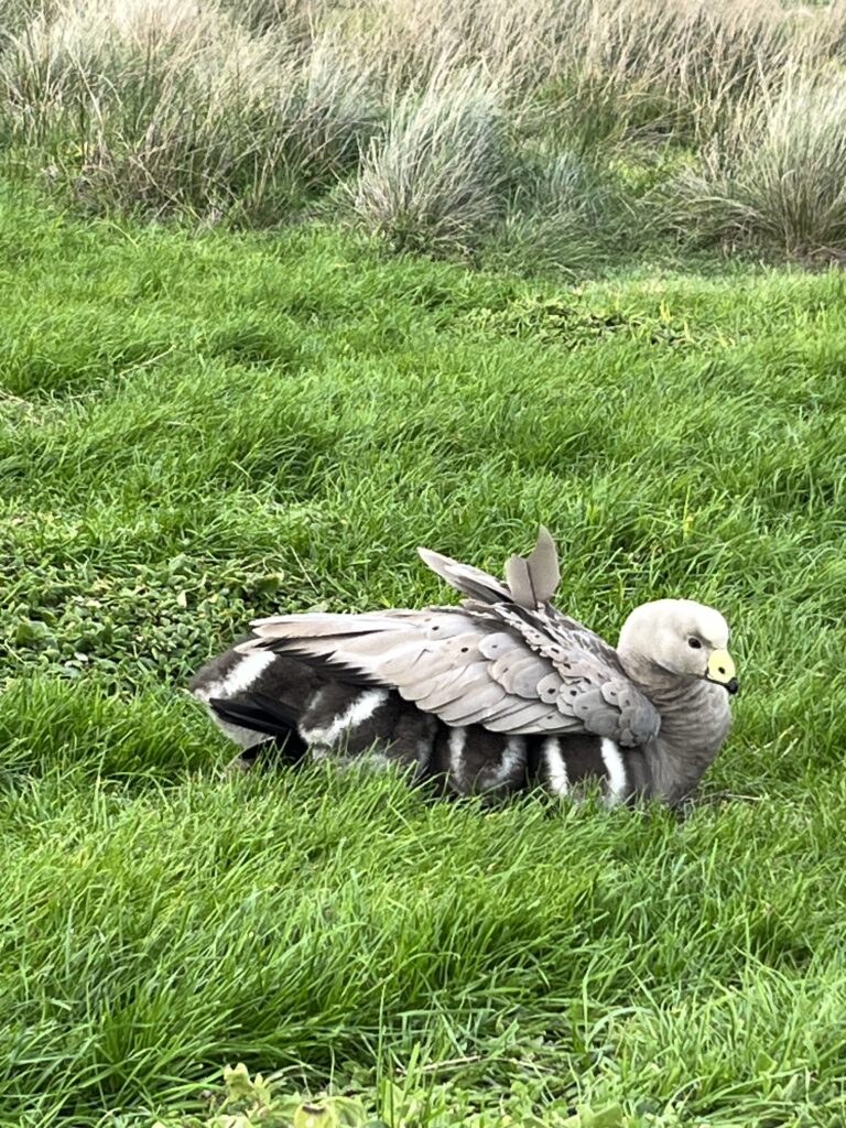  A Cape Barron Goose protecting her young 
